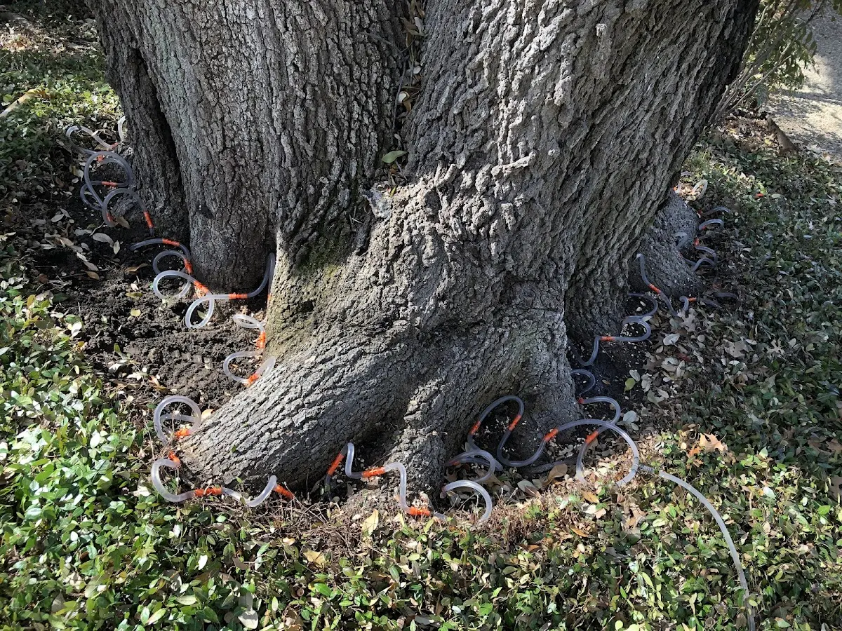 Detailed Tree Cabling and Bracing job site in Bancroft